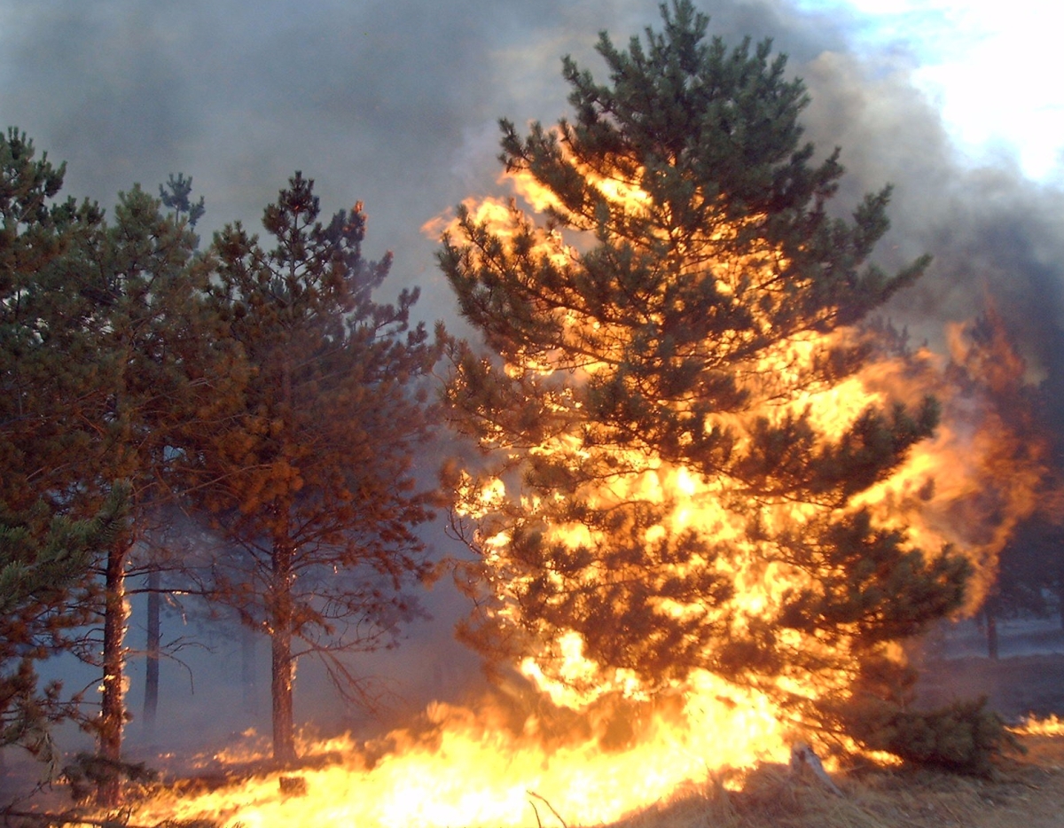 Burning tree image